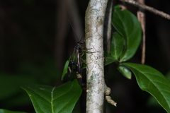 Panorpa japonica