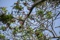 Conirostrum cinereum