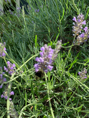 Bombus