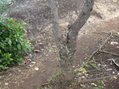 Anacardium occidentale