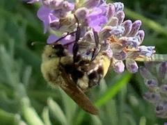 Bombus