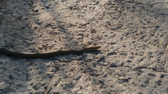 Zamenis lineatus