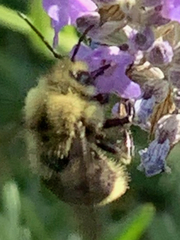 Bombus