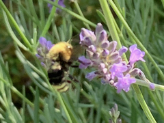 Bombus