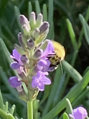 Bombus