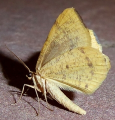 Macaria occiduaria