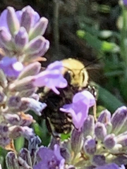 Bombus