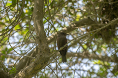 Pyrocephalus rubinus obscurus