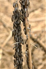 Nysius raphanus