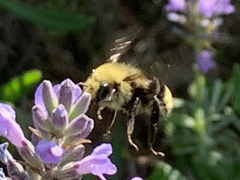 Bombus
