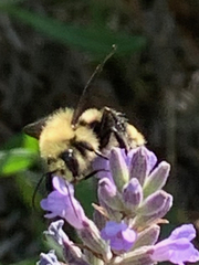 Bombus