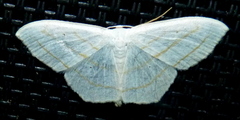 Scopula ordinata
