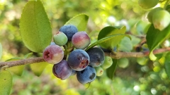 Vaccinium ovatum