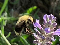 Bombus