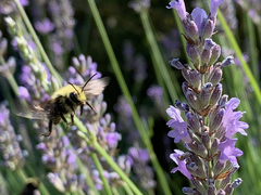 Bombus