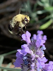 Bombus