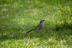 Mimus longicaudatus
