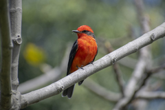 Pyrocephalus rubinus obscurus