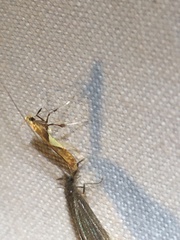 Caloptilia packardella