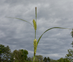 Carex lacustris