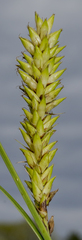 Carex lacustris