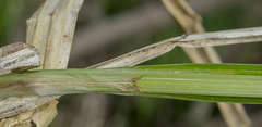 Carex lacustris