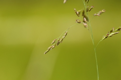 Glyceria elata