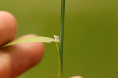 Glyceria elata