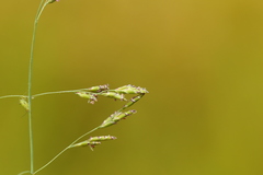 Glyceria elata