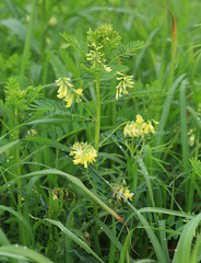 Astragalus chinensis