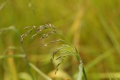 Glyceria elata