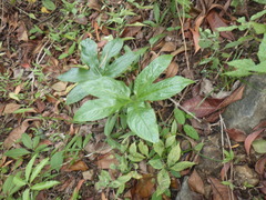 Tacca palmata