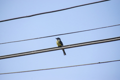 Tyrannus melancholicus