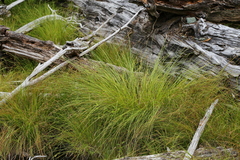 Carex cusickii