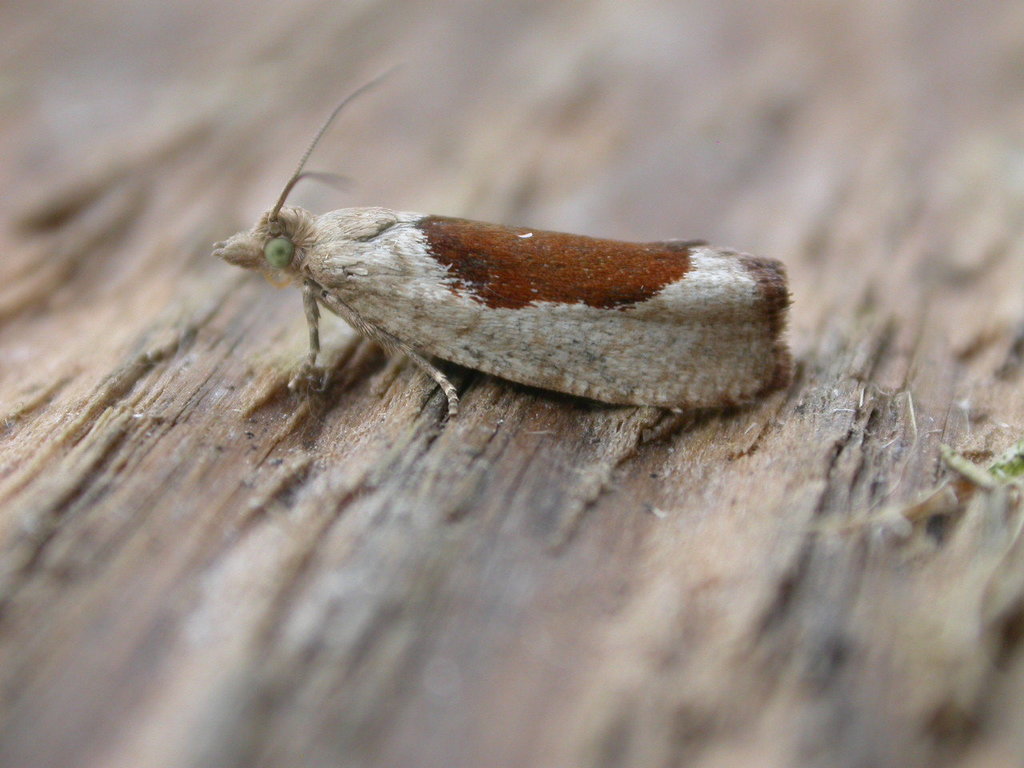 Birch Leafroller Moth