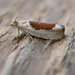 Birch Leafroller Moth - Photo (c) Donald Hobern, some rights reserved (CC BY)