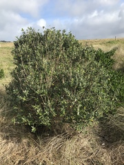Olearia traversiorum