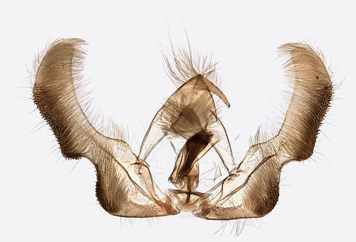 Birch Leafroller Moth photo 2