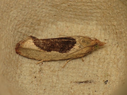 Birch Leafroller Moth photo 3