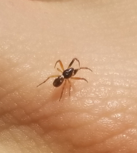 Humped Trashline Orbweaver photo 6