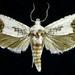 Eucosma giganteana - Photo (c) Jim Vargo at Moth Photographers Group, μερικά δικαιώματα διατηρούνται (CC BY-NC-SA)