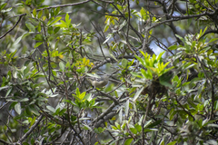 Conirostrum cinereum