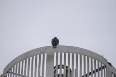 Parabuteo unicinctus