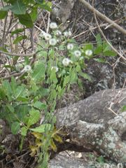 Porophyllum ruderale