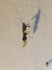 Caloptilia bimaculatella