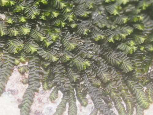 Spruceanthus