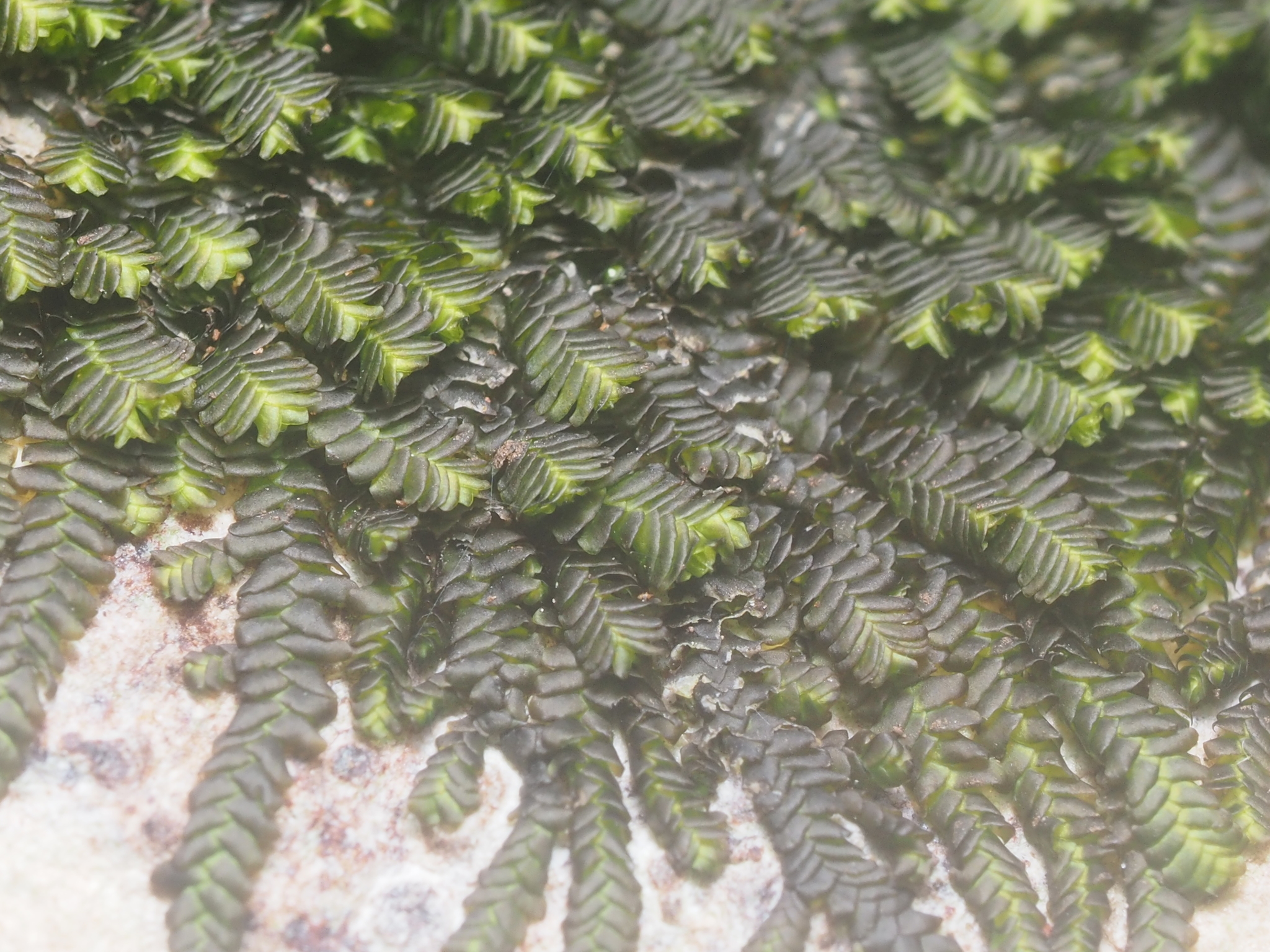Spruceanthus