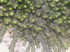 Spruceanthus polymorphus