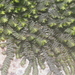 Spruceanthus - Photo (c) Naufal Urfi Dhiya'ulhaq, vissa rättigheter förbehållna (CC BY-NC), uppladdad av Naufal Urfi Dhiya'ulhaq