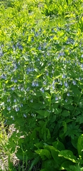 Mertensia paniculata